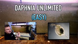 How I Raise Daphnia Water Fleas And You Can Too [upl. by Aliac]