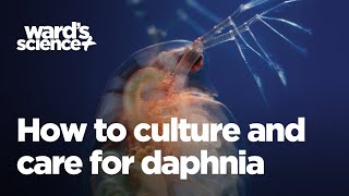 Caring and Culturing for Daphnia [upl. by Brantley]