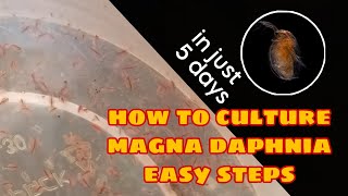 How to Culture Magna Daphnia Easily [upl. by Carlick870]