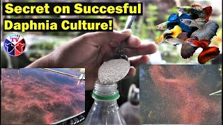 How to Culture Daphnia Successfully [upl. by Ahsiuq477]