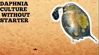 HOW TO CULTURE DAPHNIA NATURALLY WITHOUT A STARTER [upl. by Mrots]