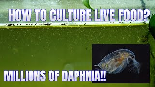 How to Culture Daphnia Secret Method to Breed MILLIONS  Simply Aquatic [upl. by Taam]