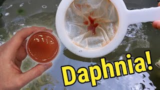 How I Culture Daphnia In Outdoor Tubs [upl. by Nela]