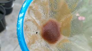 How to culture daphnia moina in a small container Part 1 English Subtitle [upl. by Annis]