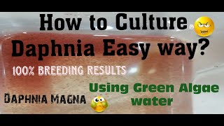 Daphnia MagnaHow to Culture Daphnia Easy wayCulturing Daphnia using Green water Daphnia [upl. by Anneiv205]