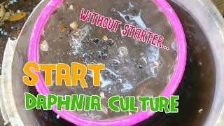 How to culture daphnia moina the easy way 1  Starting the Daphnia culture [upl. by Bithia]