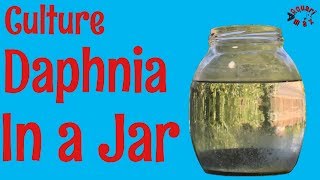 How to Culture Daphnia in a Jar [upl. by Tyne]