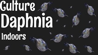 How to Culture Daphnia [upl. by Corvin]