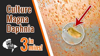 How to culture DAPHNIA MAGNA  The easy way [upl. by Datha]