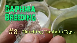 Daphnia Culture made simple and easy 3  Hatching Daphnia eggs [upl. by Aryas]