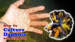 How to Culture Daphnia with ZERO Cost  Unlimited Live Food For Our Fish [upl. by Bride]