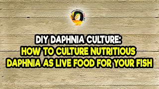 DIY Daphnia Culture How to Culture Nutritious Daphnia as Live Food for Your Fish [upl. by Norej286]