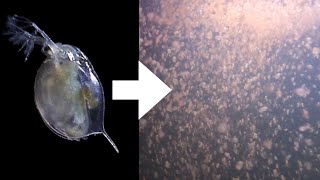 How I Culture Daphnia [upl. by Phares505]