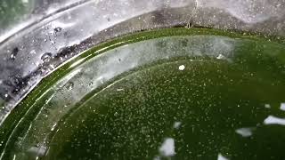 DAPHNIA MOINA CULTURE IN A SMALL BUCKET [upl. by Lehar127]