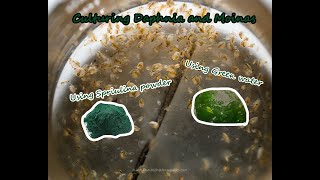 How To Culture Daphnia and Moinas using Green Water Spirulina powder [upl. by Sou]