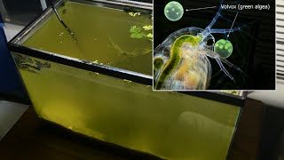 Raising Daphnia for the Freshwater Aquarium [upl. by Frangos805]