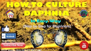 HOW TO CULTURE DAPHNIA In Easy Way [upl. by Ahsele671]